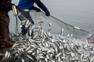 What Are Fishing Nets Made Of?